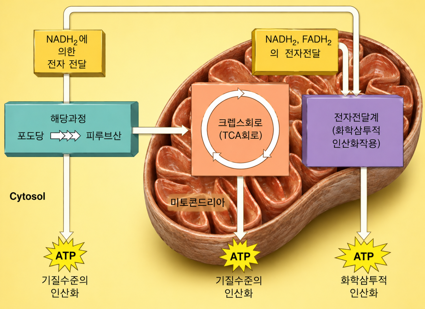 Carbohydrate Metabolism figure 1