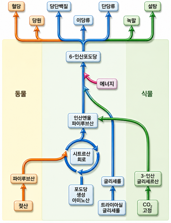 Carbohydrate Metabolism figure 4