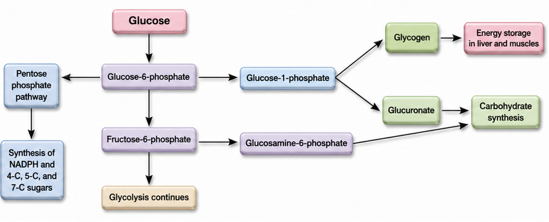 Carbohydrate Metabolism figure 5