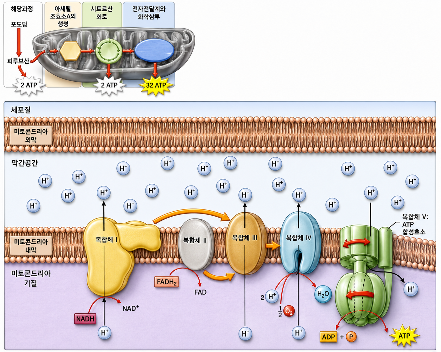 Carbohydrate Metabolism figure 12