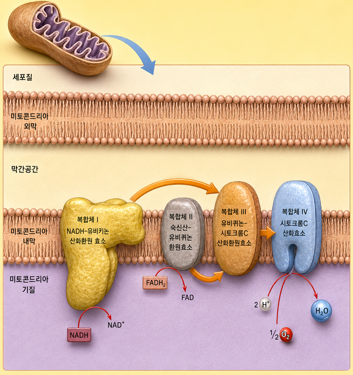 Carbohydrate Metabolism figure 13