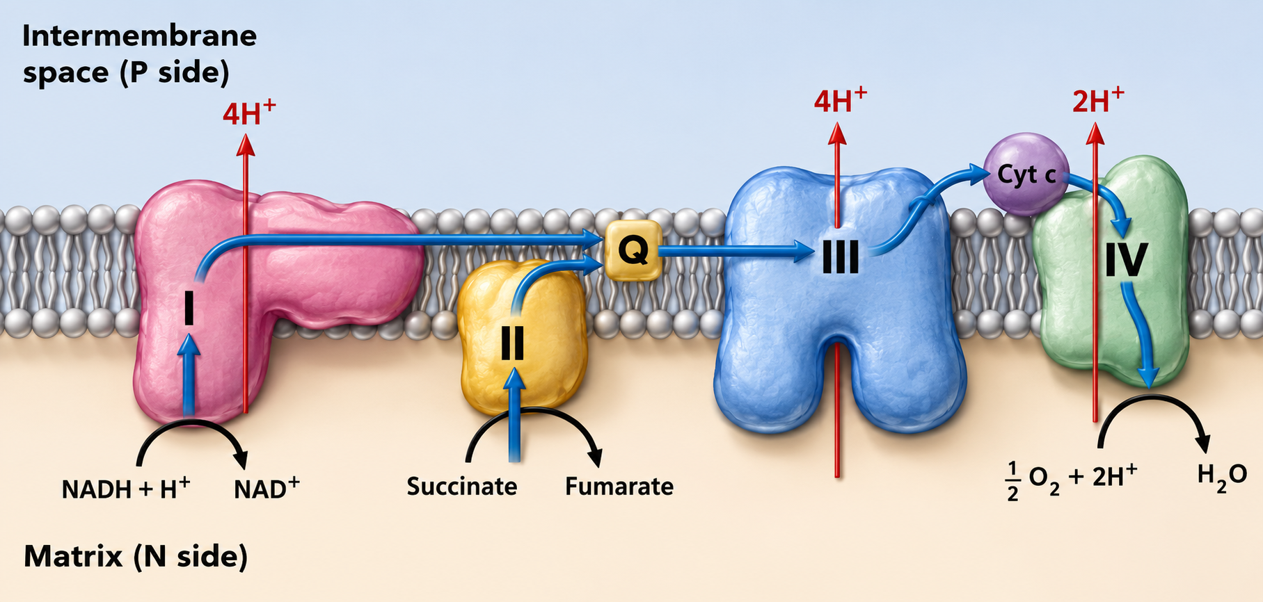 Carbohydrate Metabolism figure 14