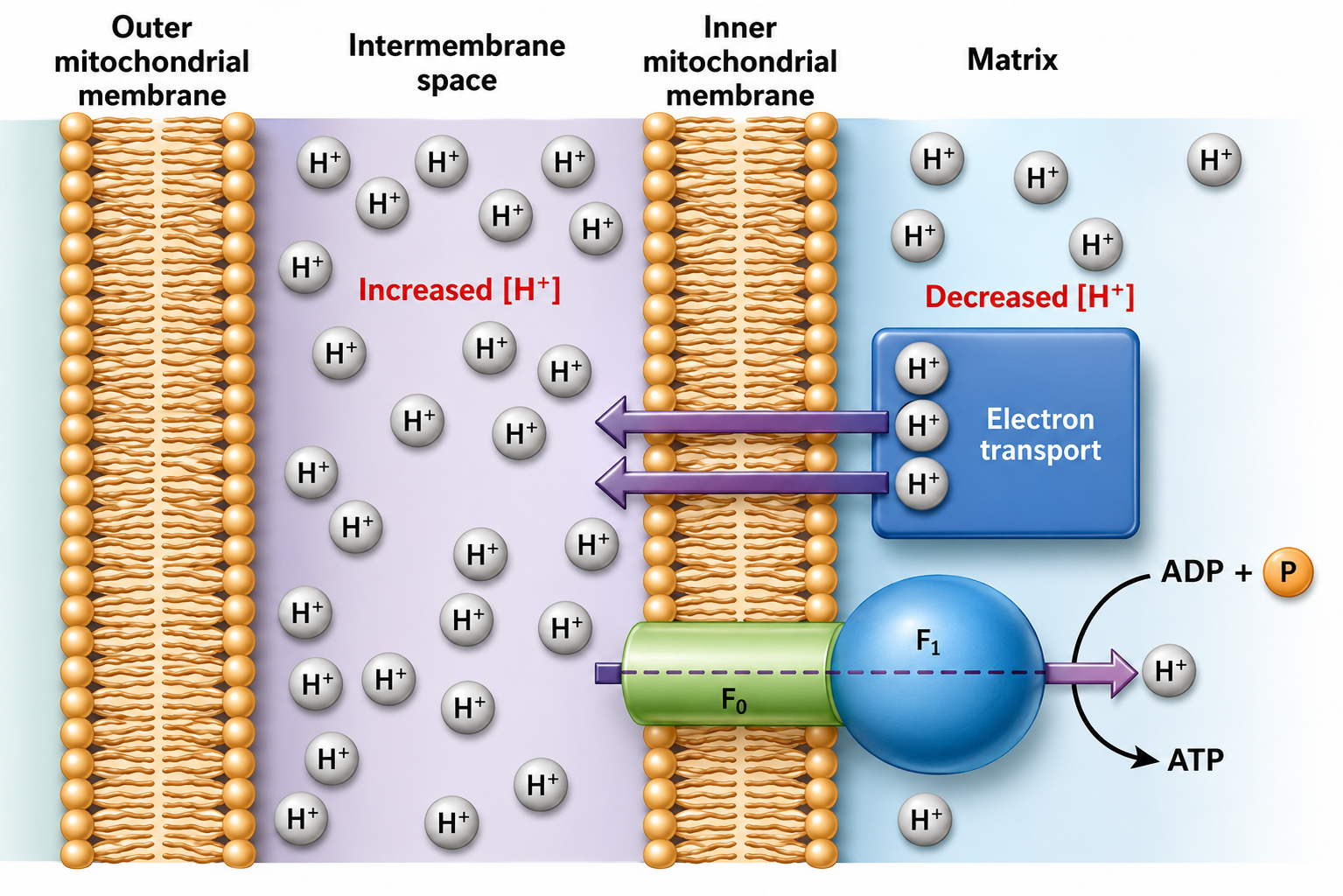 Carbohydrate Metabolism figure 15