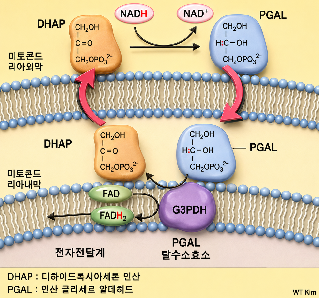 Carbohydrate Metabolism figure 17