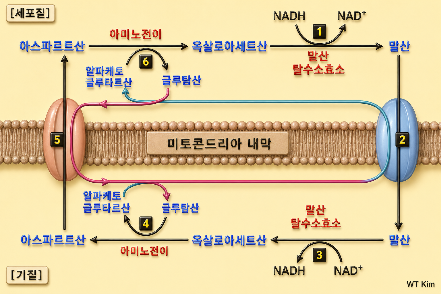 Carbohydrate Metabolism figure 18