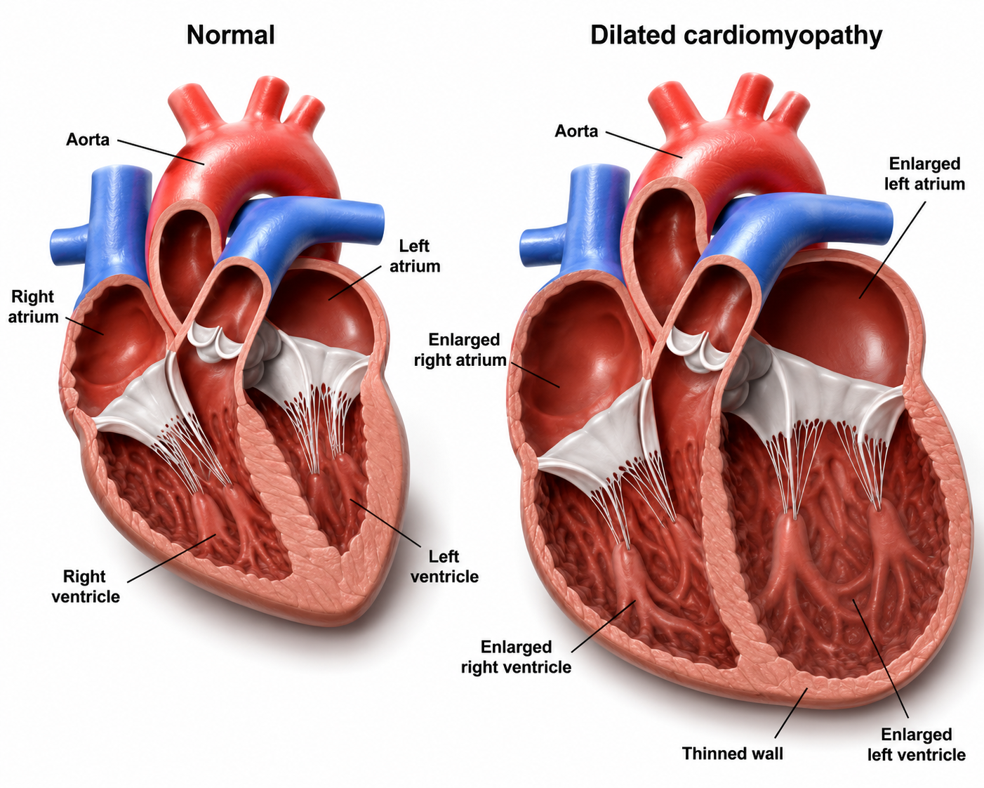 Comparative Vet. Biochem figure 3