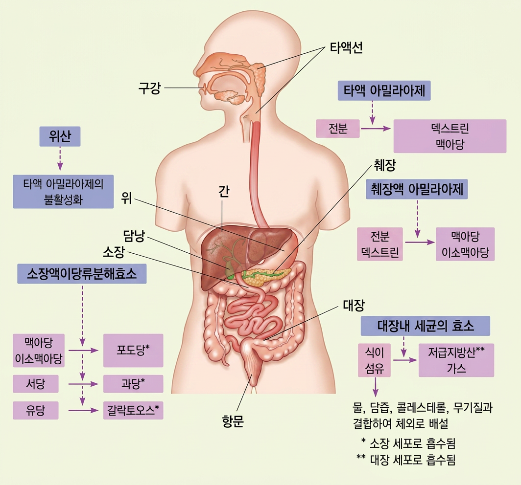Digestion, Absorption, Transportation figure 1
