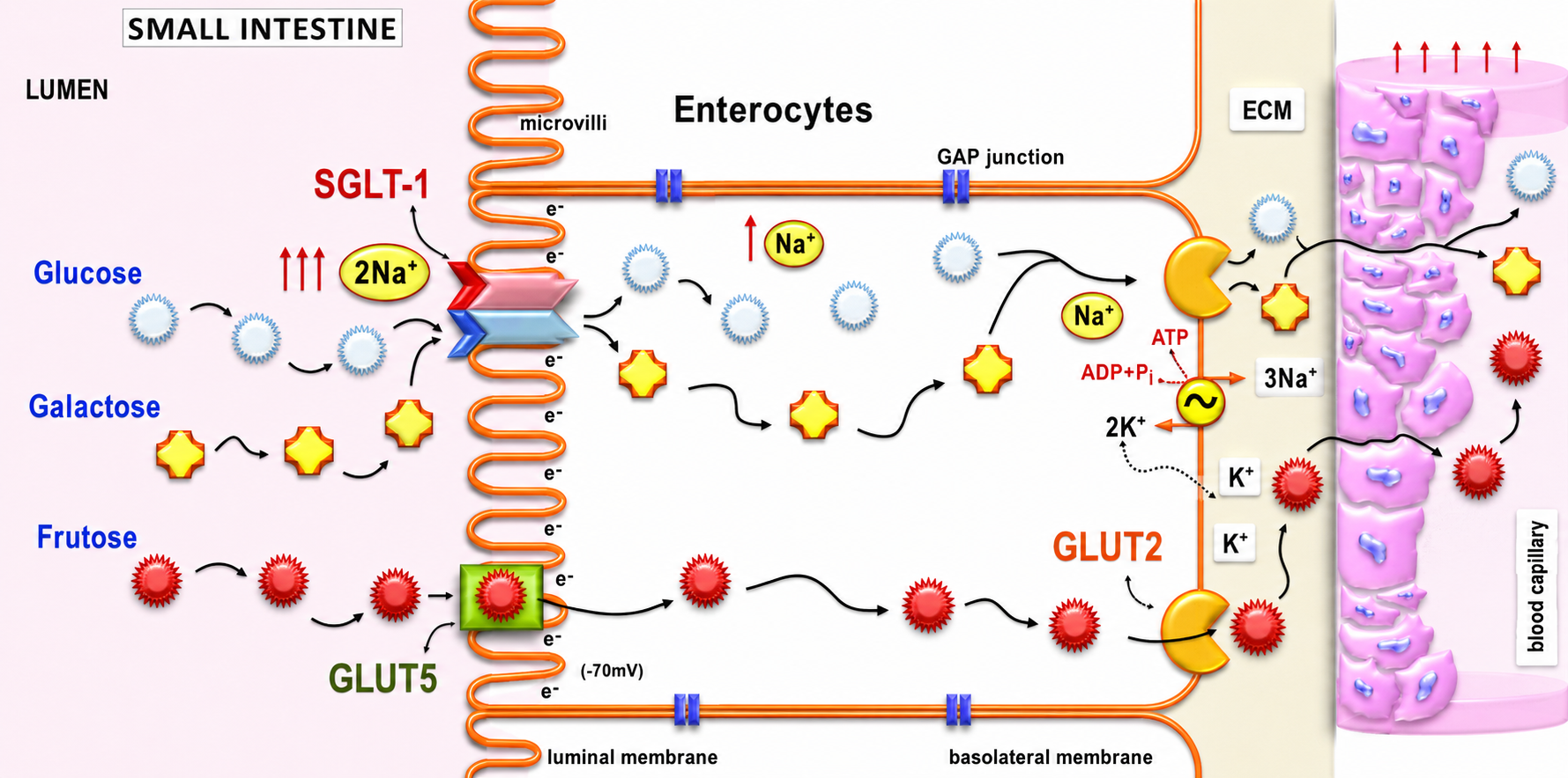 Digestion, Absorption, Transportation figure 2