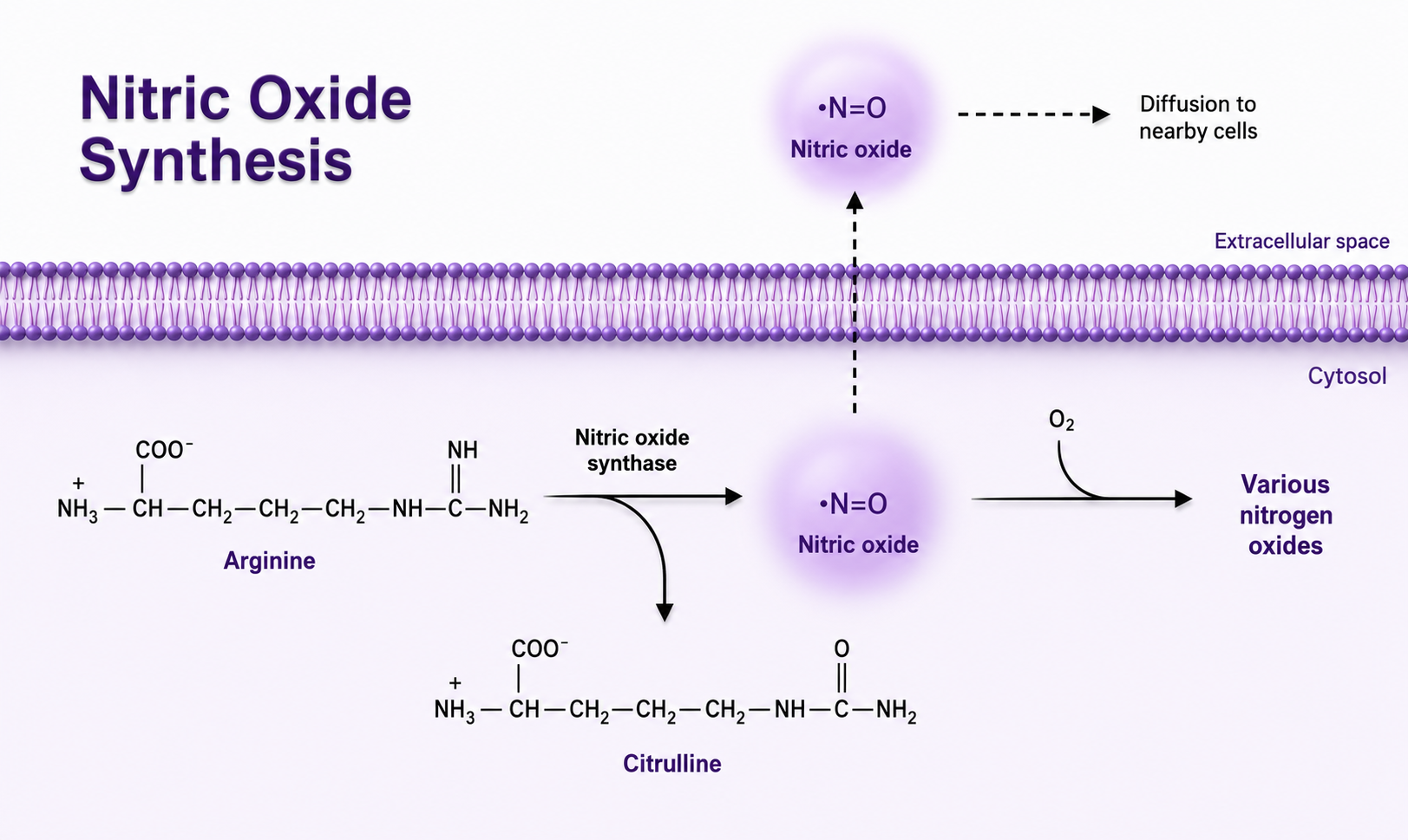 Hormonal Regulation and Metabolism figure 1