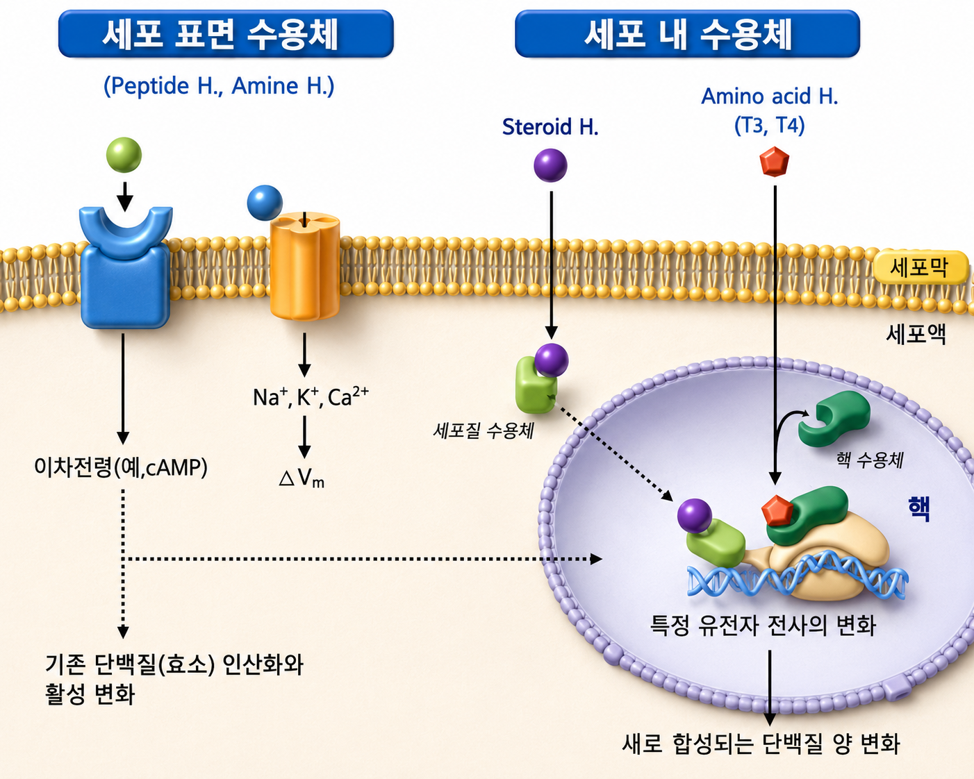Hormonal Regulation and Metabolism figure 2