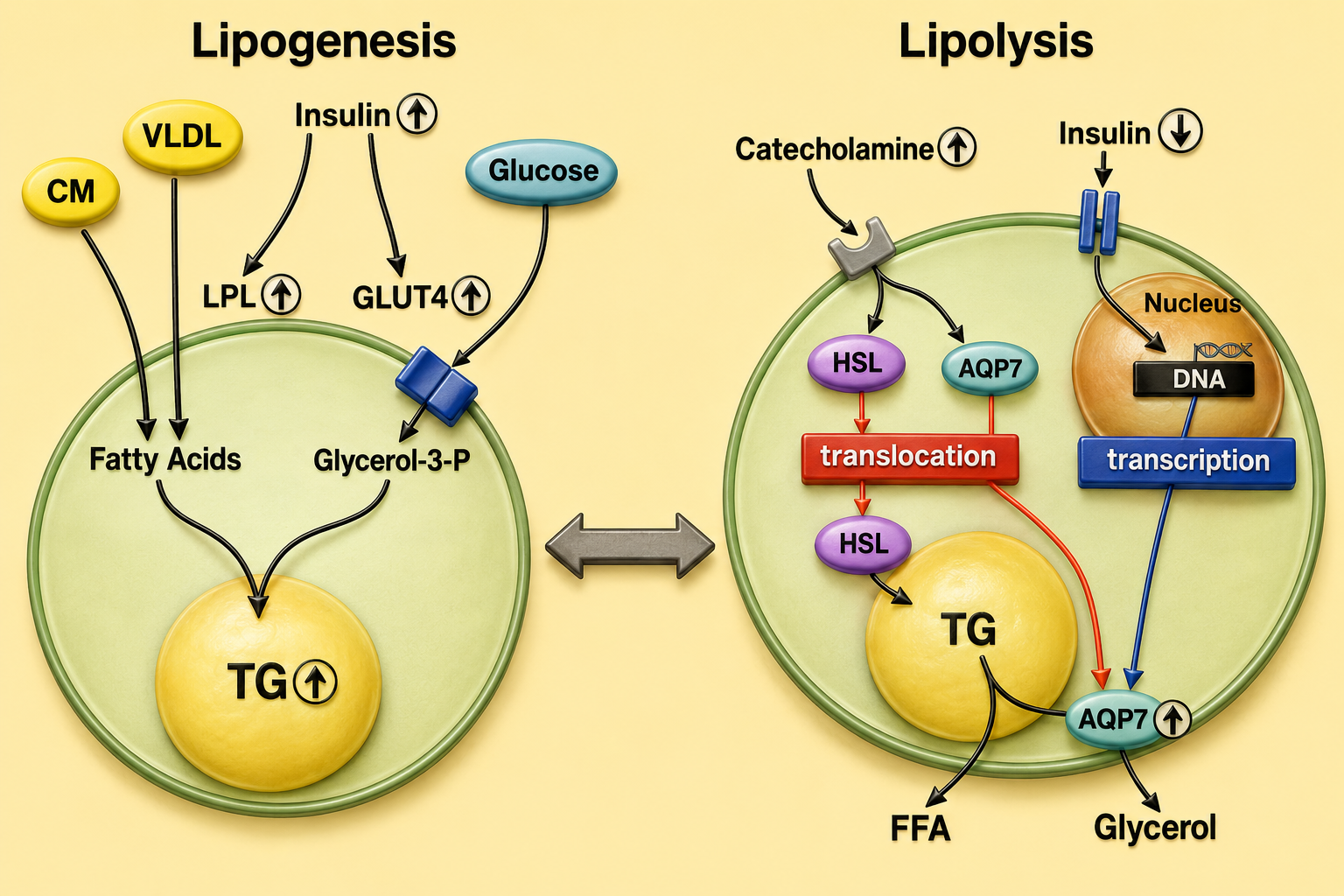 Lipid Metabolism figure 1