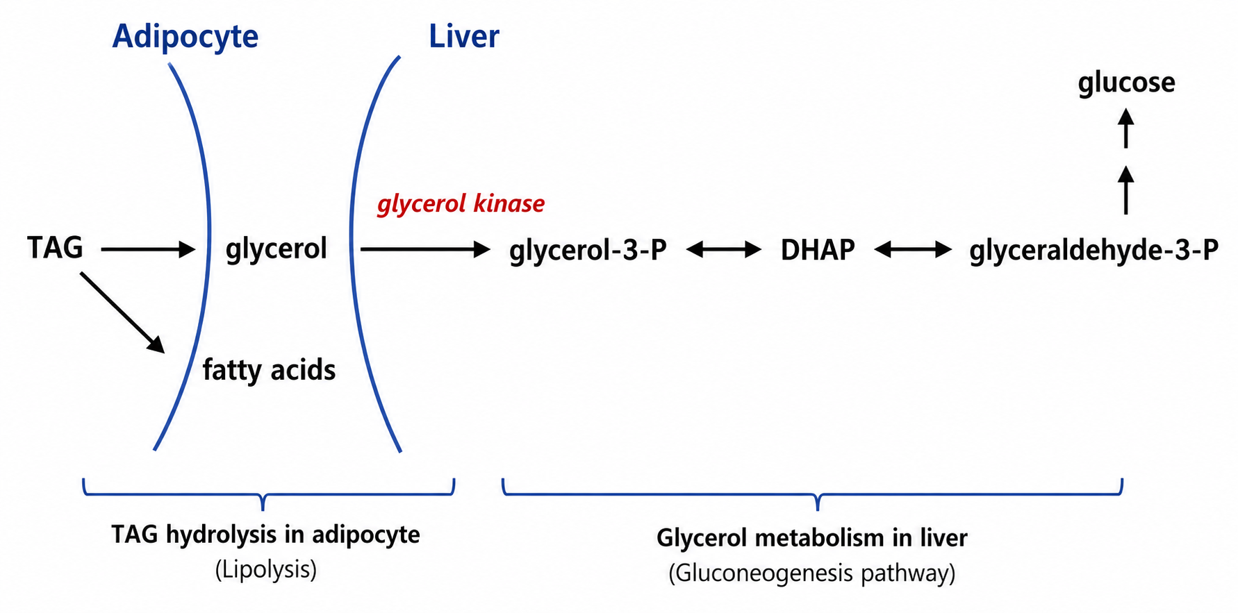 Lipid Metabolism figure 2