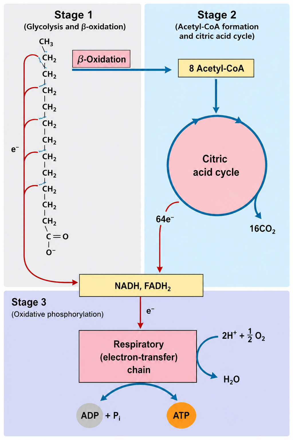 Lipid Metabolism figure 3