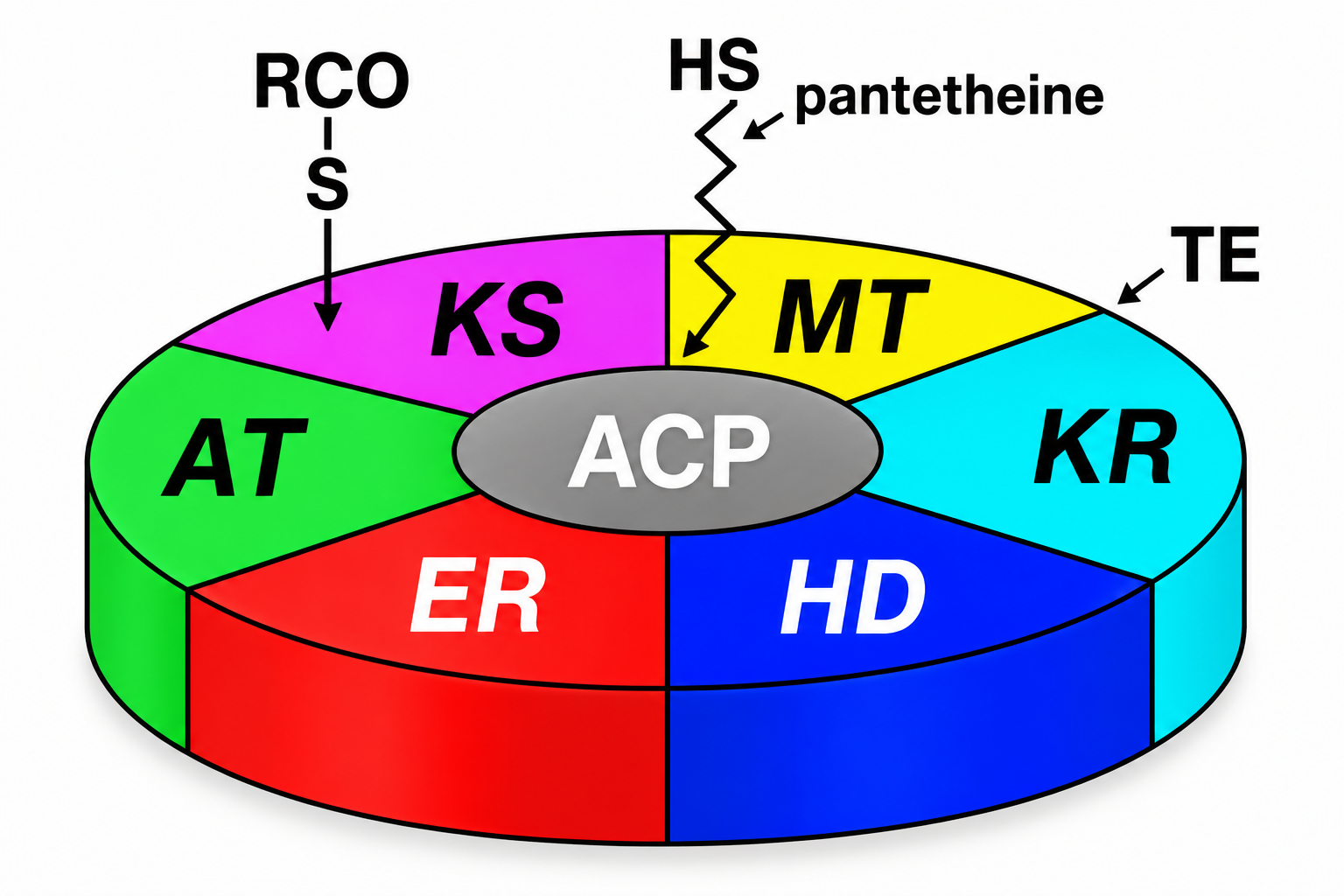 Lipid Metabolism figure 5