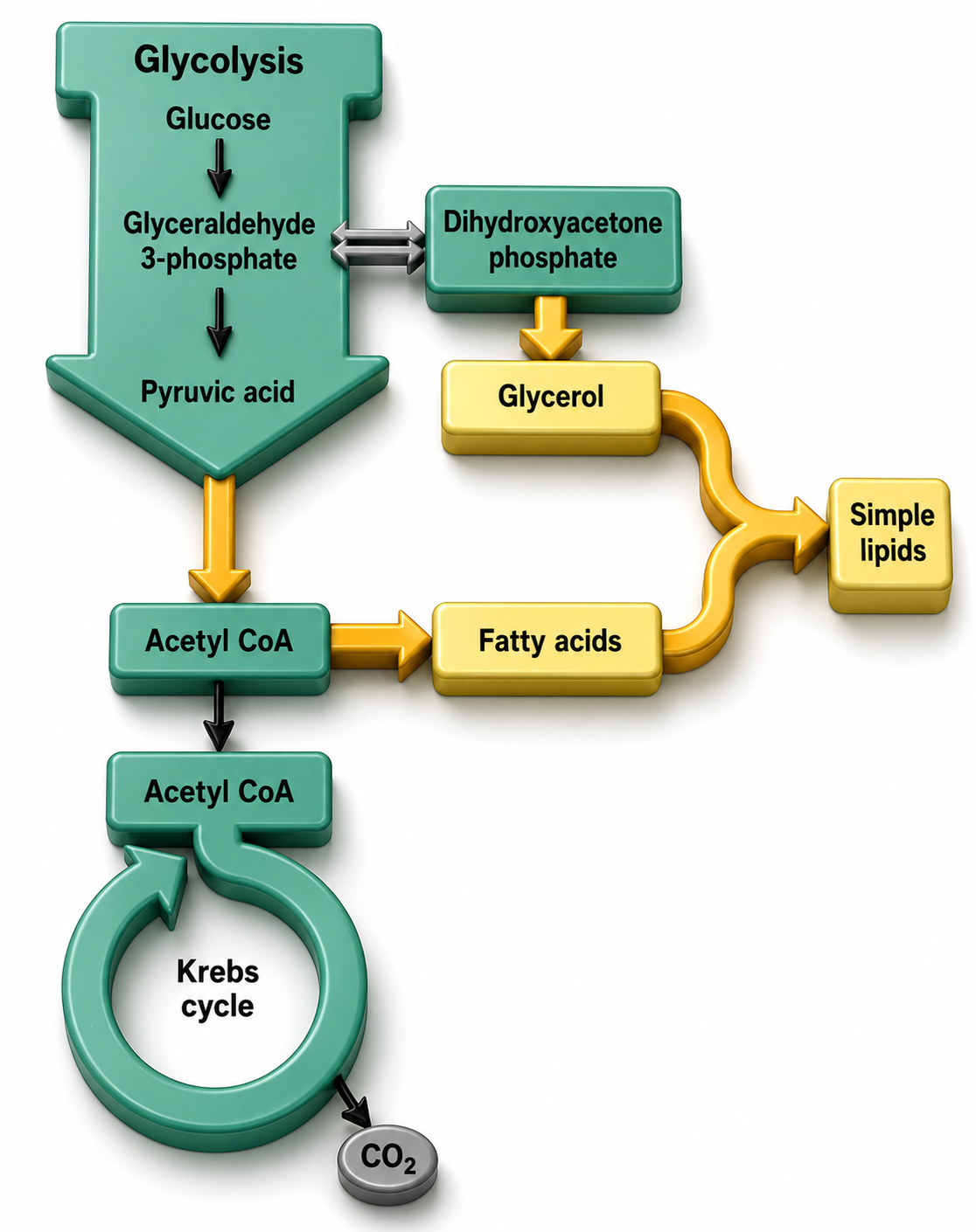 Lipid Metabolism figure 6