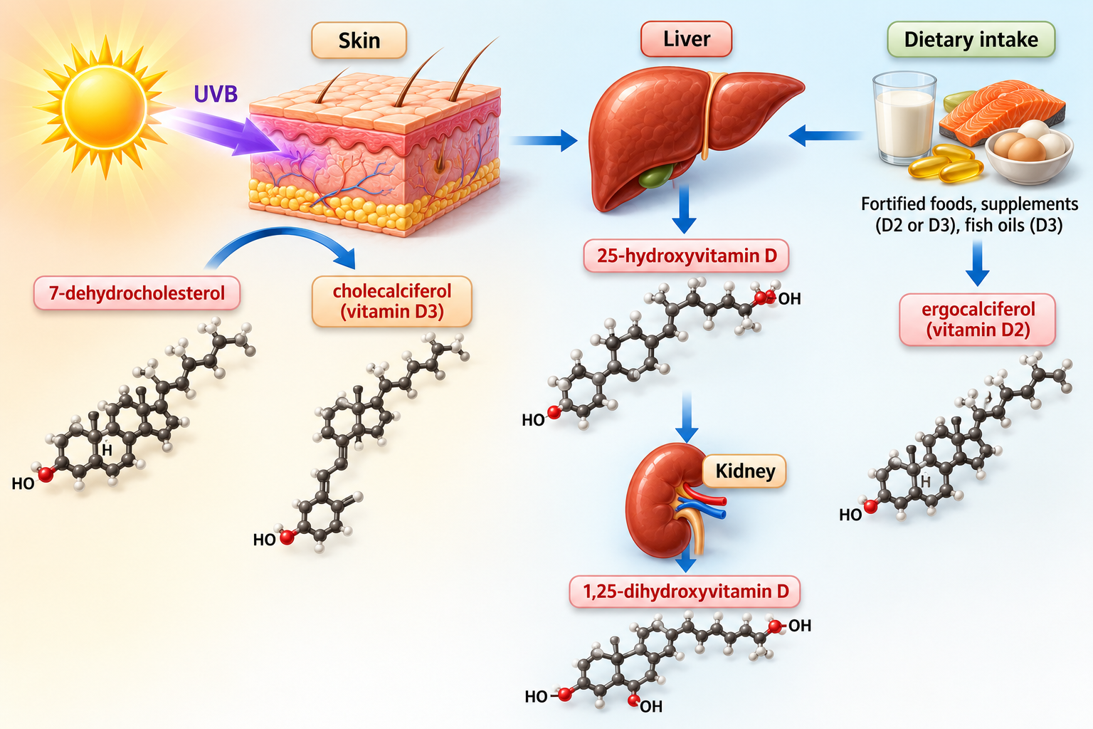 Lipid Metabolism figure 8