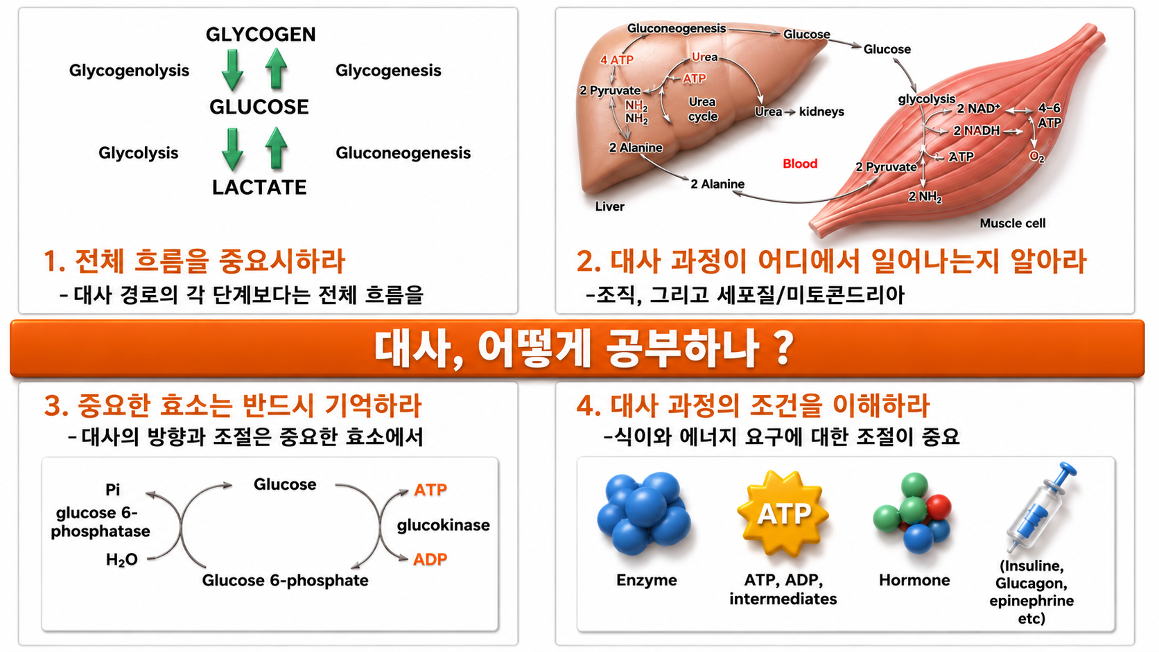 Metabolism figure 1