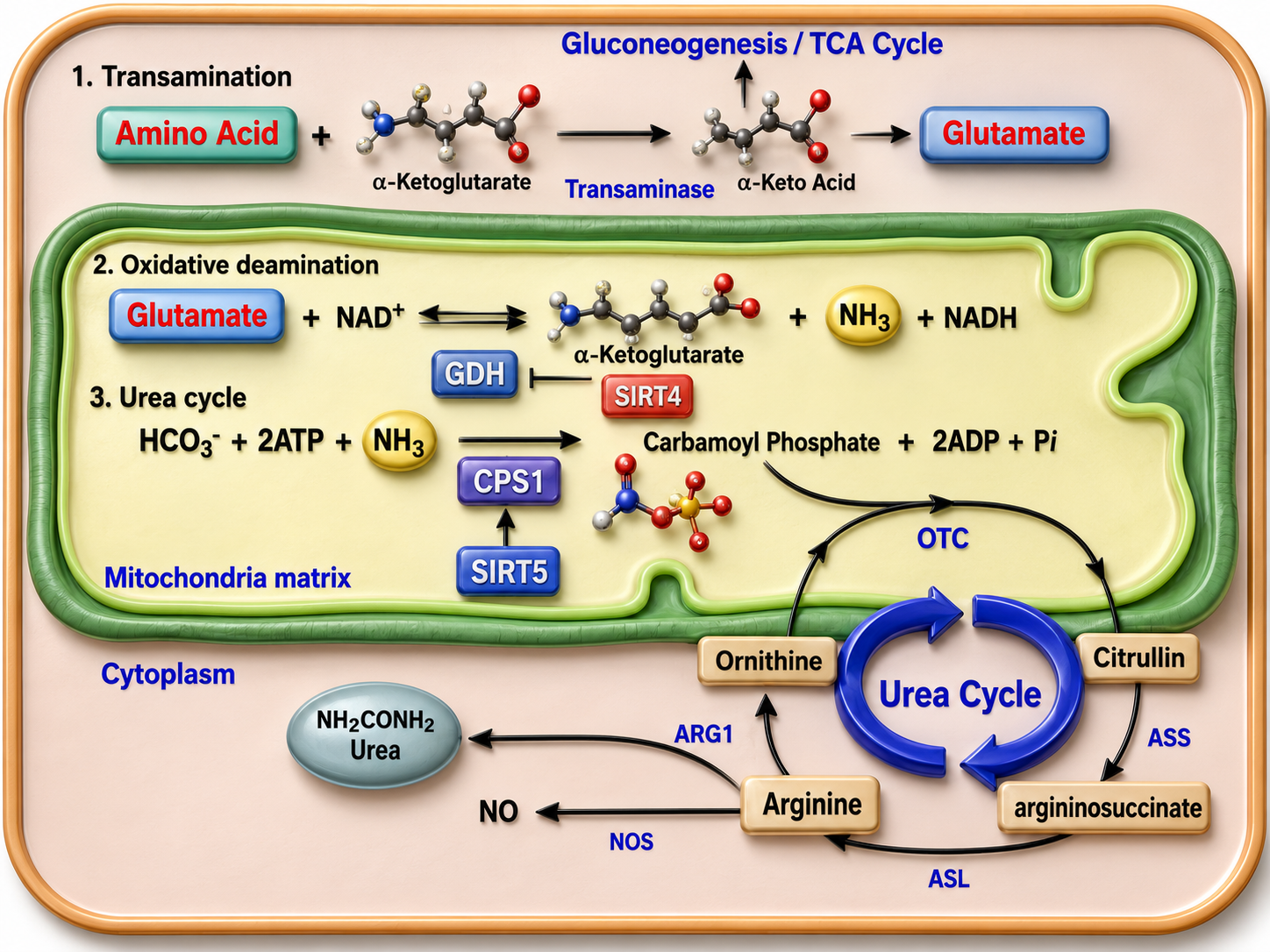 Protein Metabolism figure 2