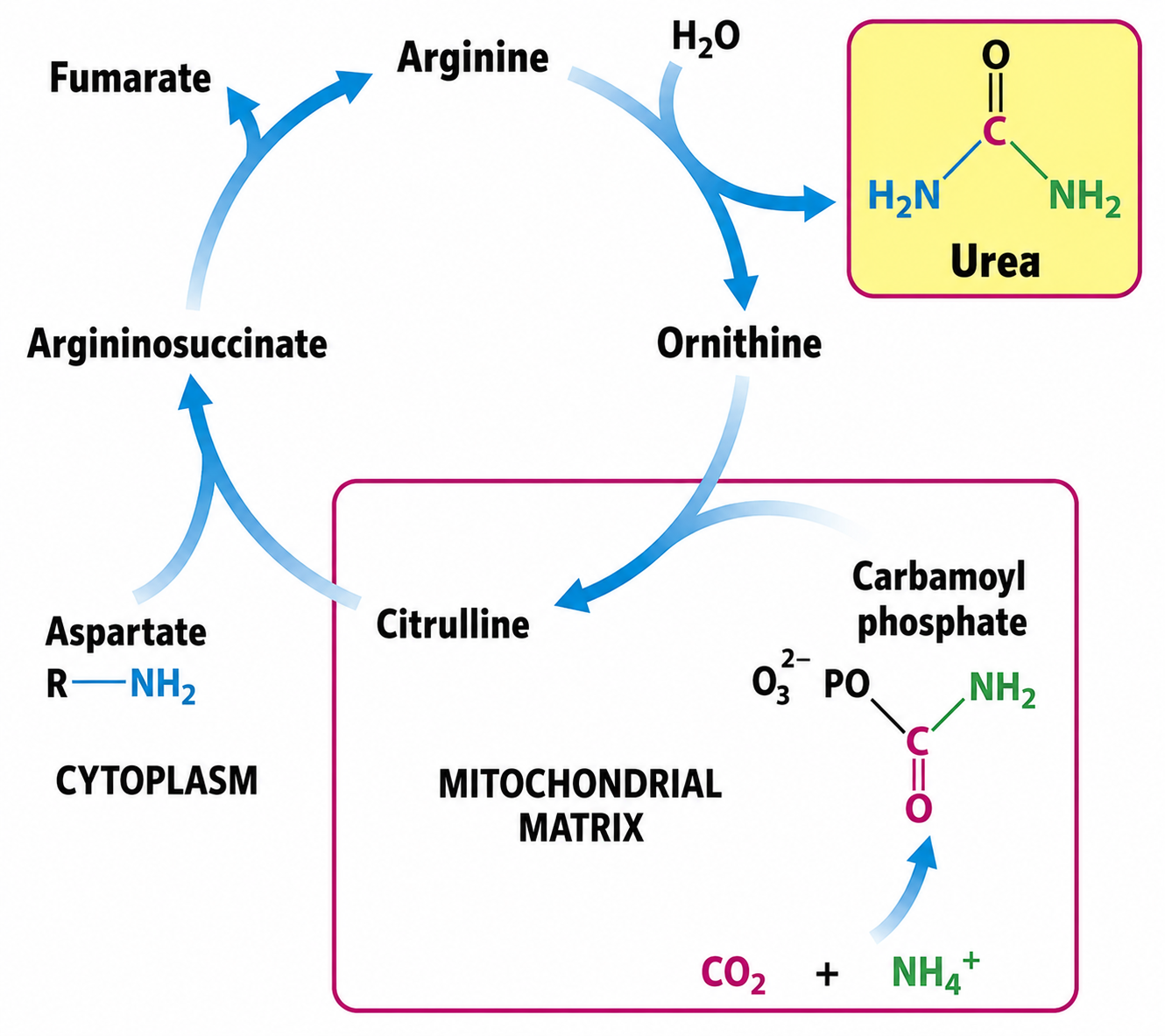 Protein Metabolism figure 3
