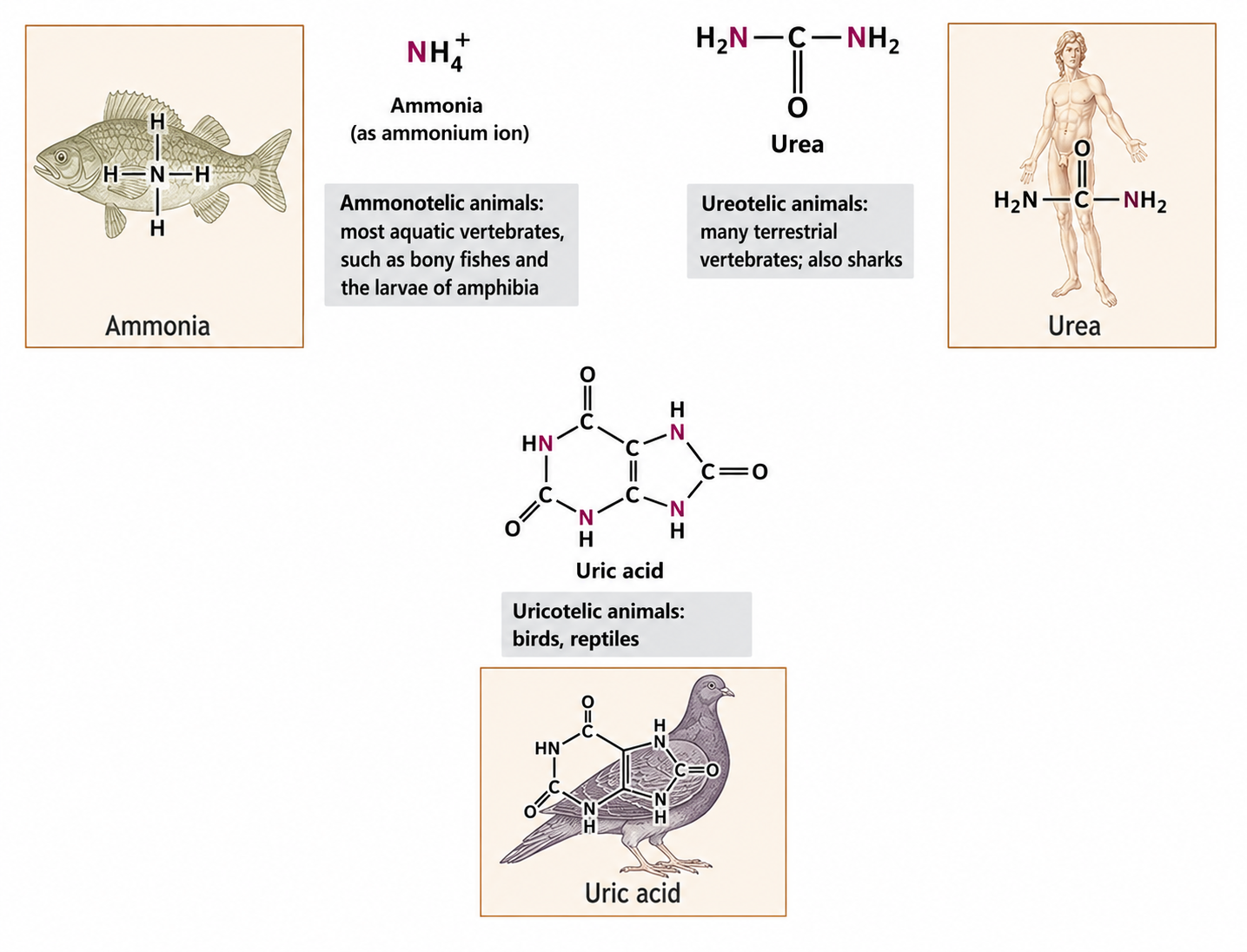 Protein Metabolism figure 4