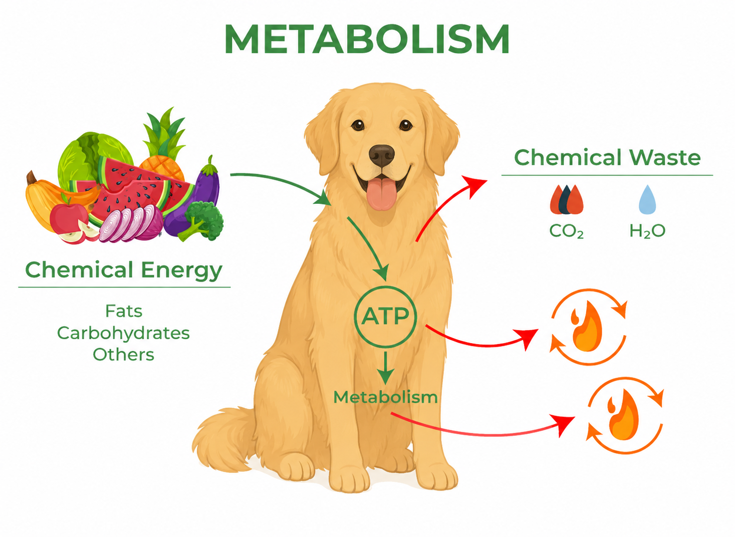 Metabolism